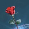 thu.ya3590