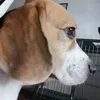 yohanthebeagleboy_3