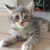 kucing_328