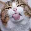 chillga12333