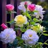 cindy.thanh
