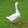goose_seds