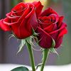 md.shahadot.hossai8
