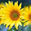 _linhthuy82