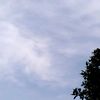 anida_373