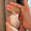Kitten home