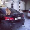 morgoev_007