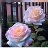 suaad_115