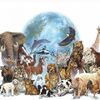 Animals World