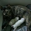 luckycat892025