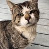 the_kitty_kommittee