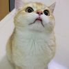 FuzzyJoy