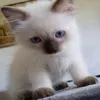 kyrisek
