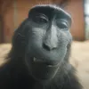 Eleganto Edit