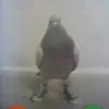 papadudel3