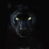 black.panther3447