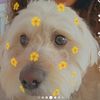 thepineapple22