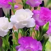 quyen.nguyen4057