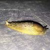 abdultheslug