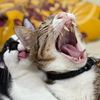 maret.cat