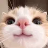 its_lemon28