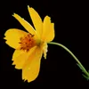 lnguyn573