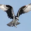 pellegrino.falco