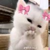 acc.clingynnov1