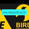 OTE BIRD SHOP JOMBANG