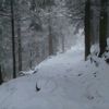 pepe_grillo498