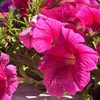 helinagribulis