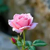 gwll685