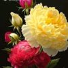 username.ayesha.ayesha