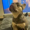 laurendaneedyfrenchie