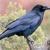 mythica1raven