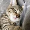 _kucing_rebahan_