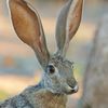 bugsyjackrabbit