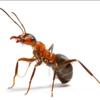 da_fire_ant_117