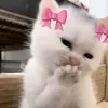 samsam_810