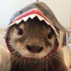 ._.seaotter