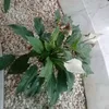 bent.tamazighet