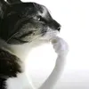 777_jijiji