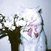 asymiraa4_