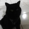 cacahuate_insano7