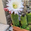 soldera.sabina