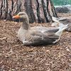 mrduck174