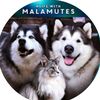 Life with Malamutes