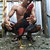 ganoi.masterfarm