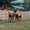 PISANG EMAS JUNIOR REALL
