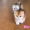 Ая